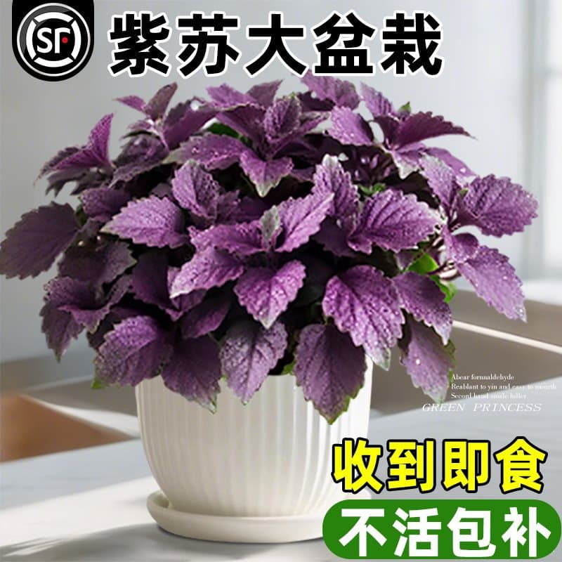 Perilla Potted Plant, Perilla Leaves, Easy to Grow, Four-Season Fragrant Green Plant, Huayutong, BBQ Deodorizing, Mint Perilla Seedling