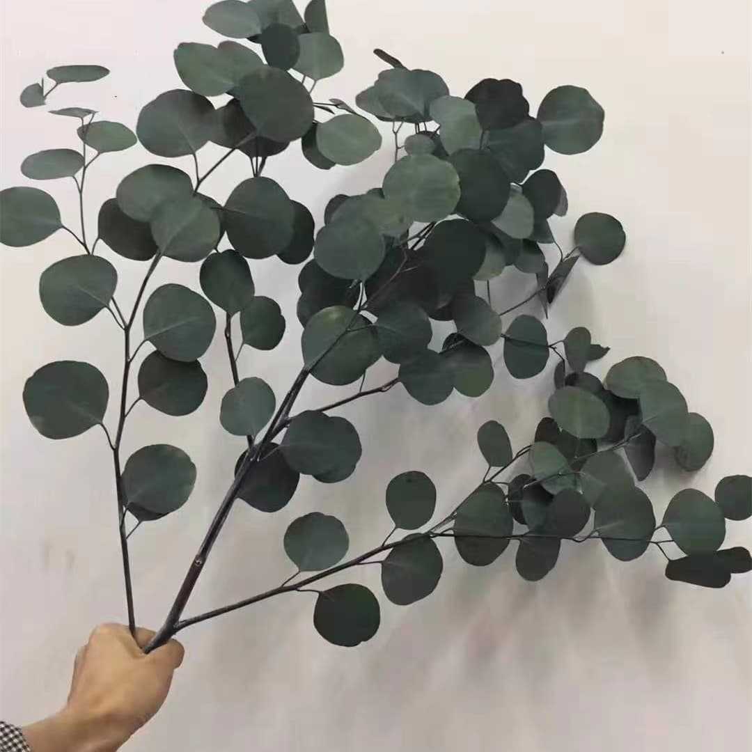 Yunnan Preserved Flower Apple Leaves, Real Flower Round-Leaf Eucalyptus Beautiful Leaves, Eucalyptus Leaves for Home Decoration Bouquets and Dried Flowers