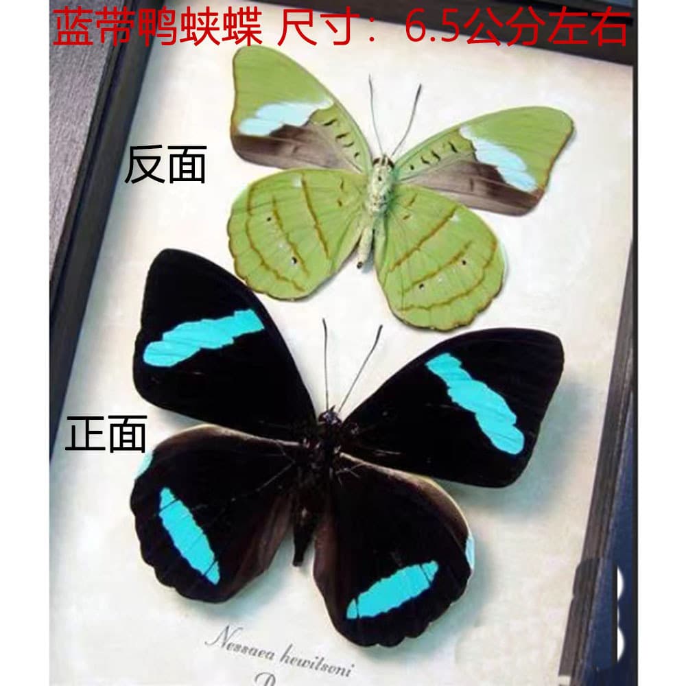 Real butterfly specimens, unspread and spread wings, various original and mixed butterfly insect specimens for kindergarten teaching, collection, and photography