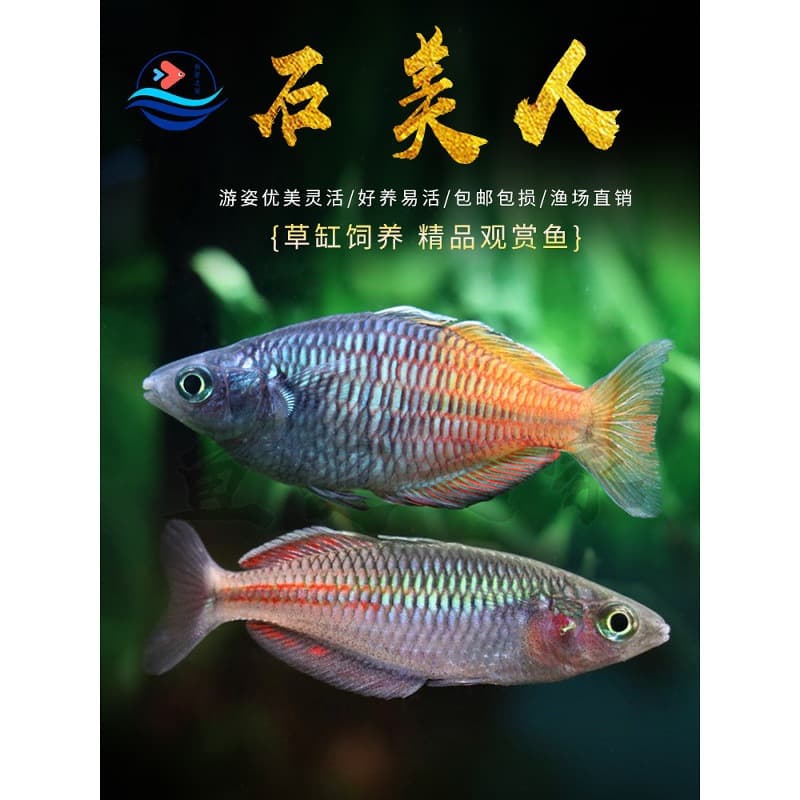 Stone Beauty Fish Live Aquarium Ornamental Fish Red Apple Beauty Pigeon Electric Light Beauty Congo Beauty Fish Fry