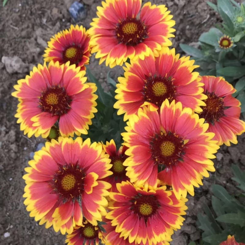 Flower Sea Landscape Engineering Greening Ornamental Flower Seeds Gaillardia Seeds Courtyard Balcony Potted Flower Seeds Wholesale
