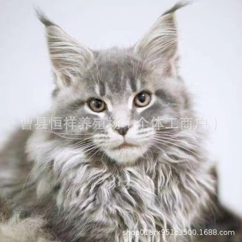 Maine Coon Kitten Live Cameo Maine Smoke Gray Maine Kitten Live Russian Maine Coon