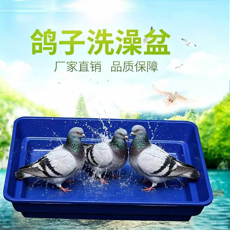 Large Pigeon Bath Tub, Pigeon Bathing Basin, Pigeon Supplies, Pigeon Gear, Perches, Stand Racks