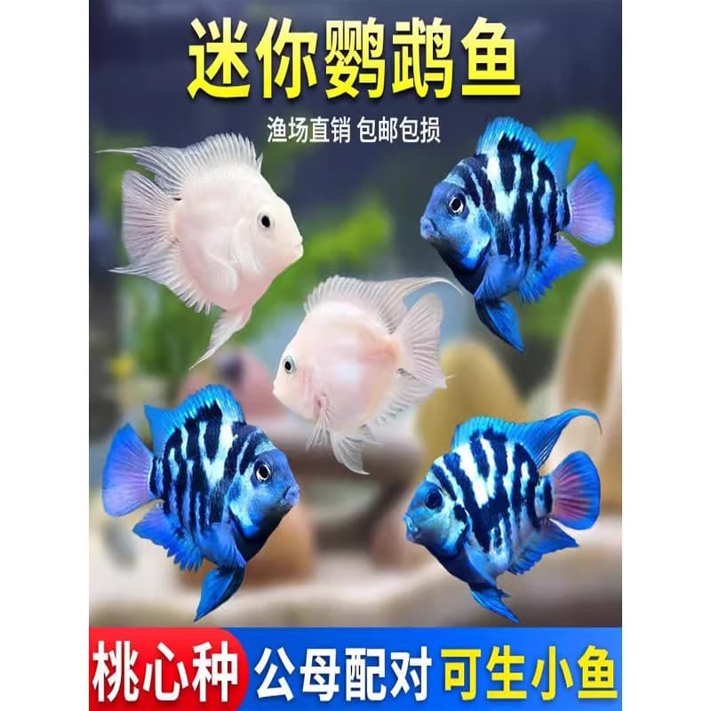 Mini Parrot Fish, Ornamental Fish, Live Freshwater Fish Fry, Easy to Care for and Hardy, Platinum and Sapphire Blue Parrot Fish, Suitable for Breeding