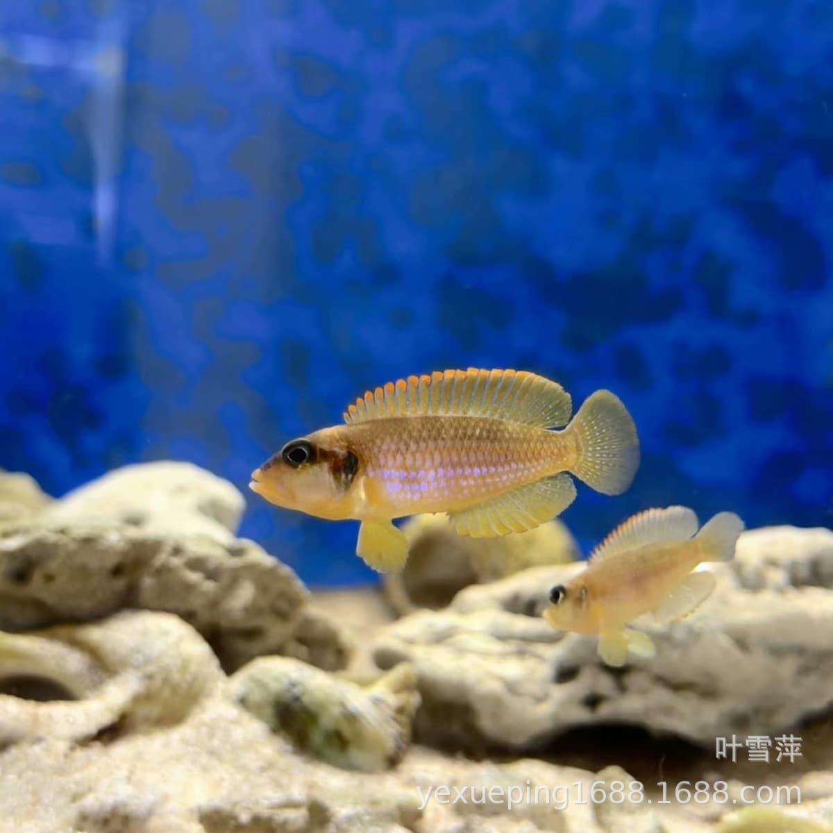 Golden Dwarf Cichlid Tanganyikan Shell Dweller Zebra Shell Yellowfin Paradise Bird Checkerboard Cichlid Easy to Keep and Hardy