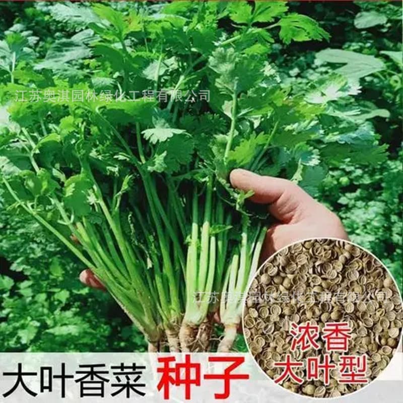 Coriander seeds four seasons coriander coriander seeds large and small leaf coriander balcony courtyard easy to grow potted southern vegetable seeds