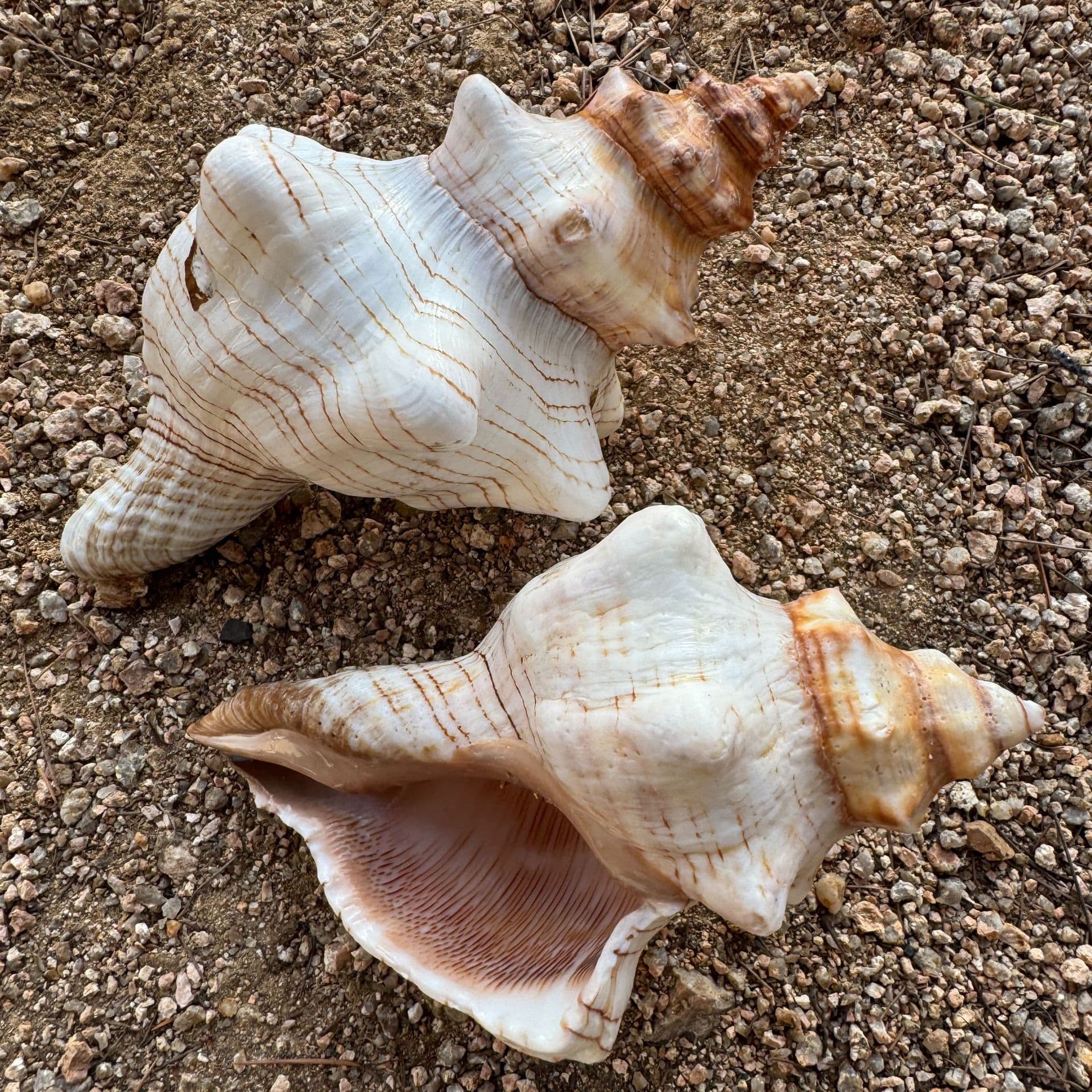Natural Conch Shell Volute Shell Hermit Crab Backup Replacement Shell Fish Tank Scaping Ornament Aquarium Decoration
