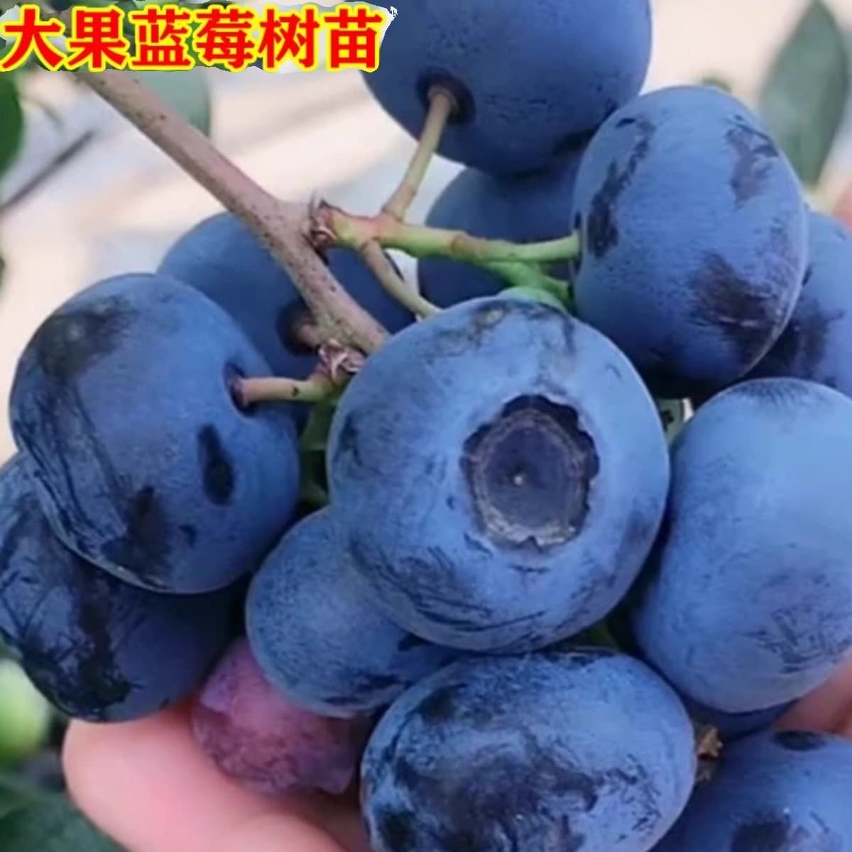 Blueberry Tree Seedling Potted with Soil, Extra Large, Bears Fruit Same Year, Suitable for Balcony, North and South Planting