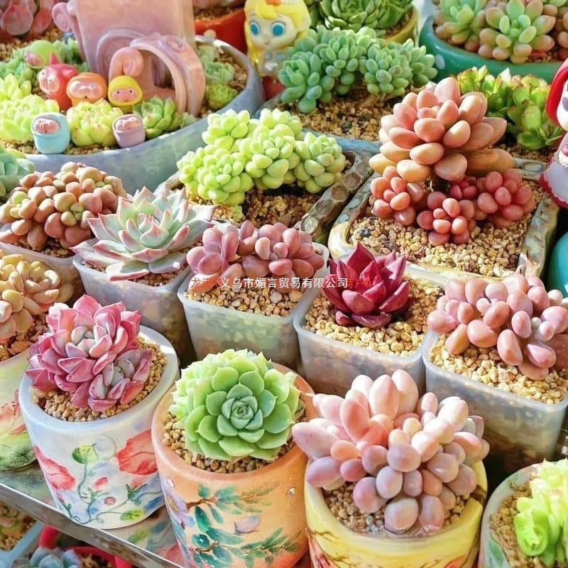 Succulent Plant Nursery Green Small Potted Flowers Indoor Old Stump Cluster Rare Large Easy Care Pot Not Included