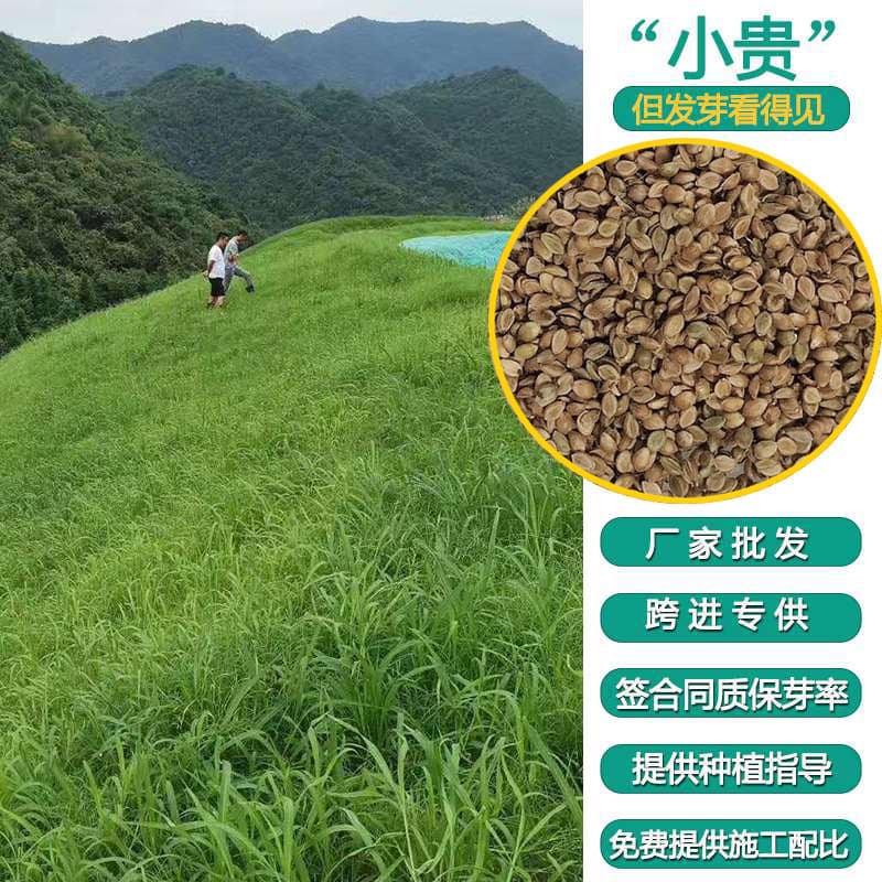 All-Season Baxi Grass Seed, Greening Project, High Temperature Resistant Mountain Slope Grass Seed, Summer Lawn Seed