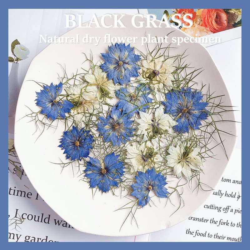 Black Cumin Dried Flower Pressed Material for DIY Phone Case, Scented Candle, Table Lamp, Nail Art, Face Decals, Photo Frame Decoration