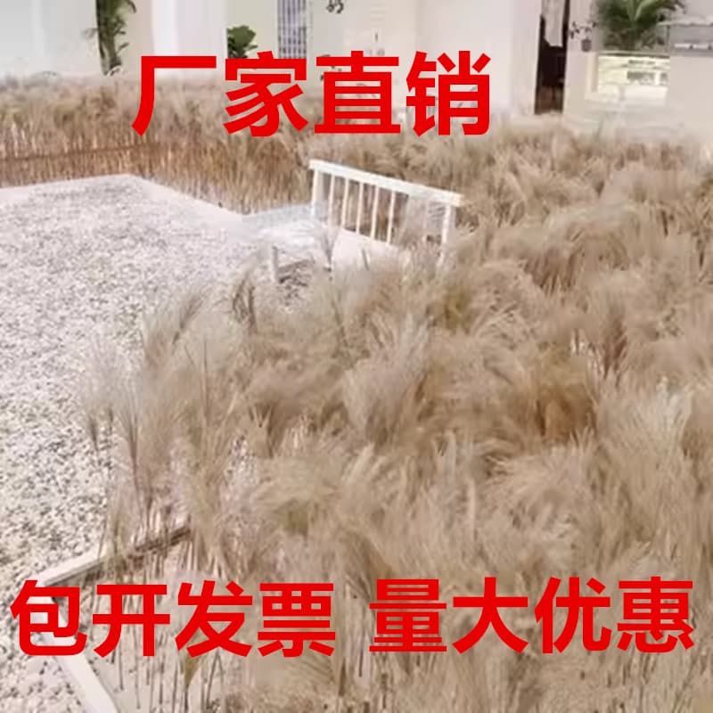 Original Natural Small Reed Wholesale Dusting Reed Dried Flower Bouquets Wedding Photography Decor Pink Reed Wholesale