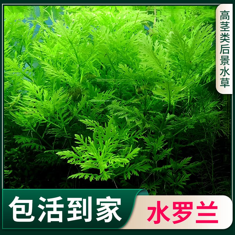 Water Rose Large Clump Aquarium Scaping Live Plants Direct from Farm Low-maintenance Shade-tolerant Oxygenating Mid-to-Background Freshwater Cultivated Plants