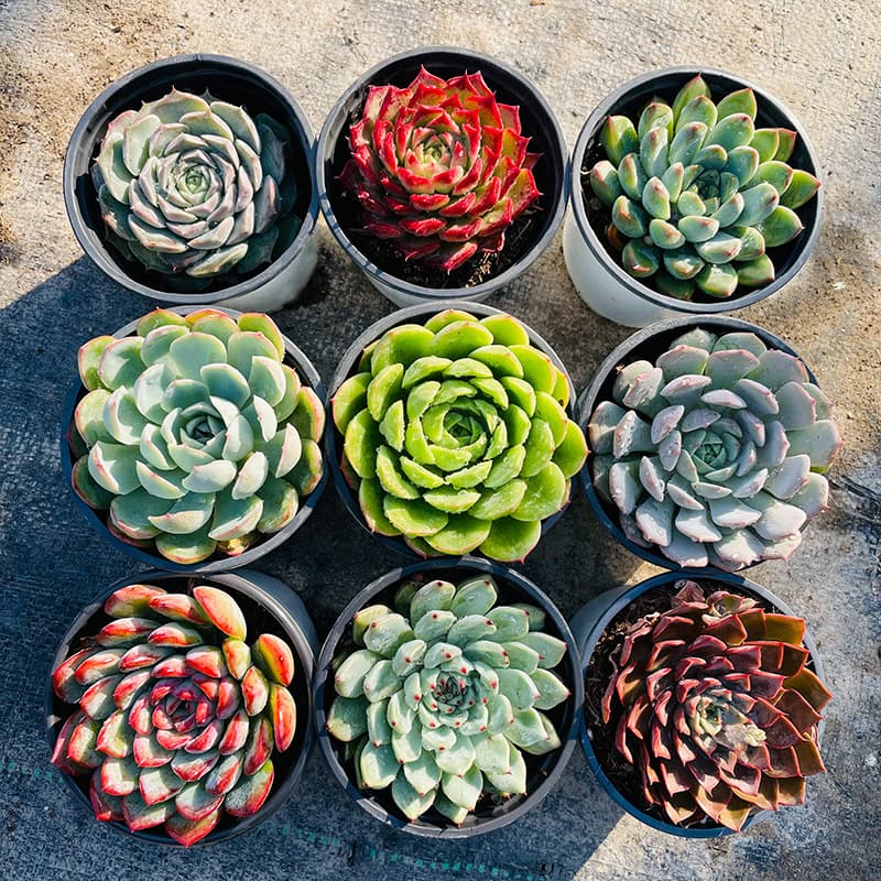 Large Succulent Plant Green Flower Succulent Mother Plant Extra Large Gardening Clearance Premium Succulent