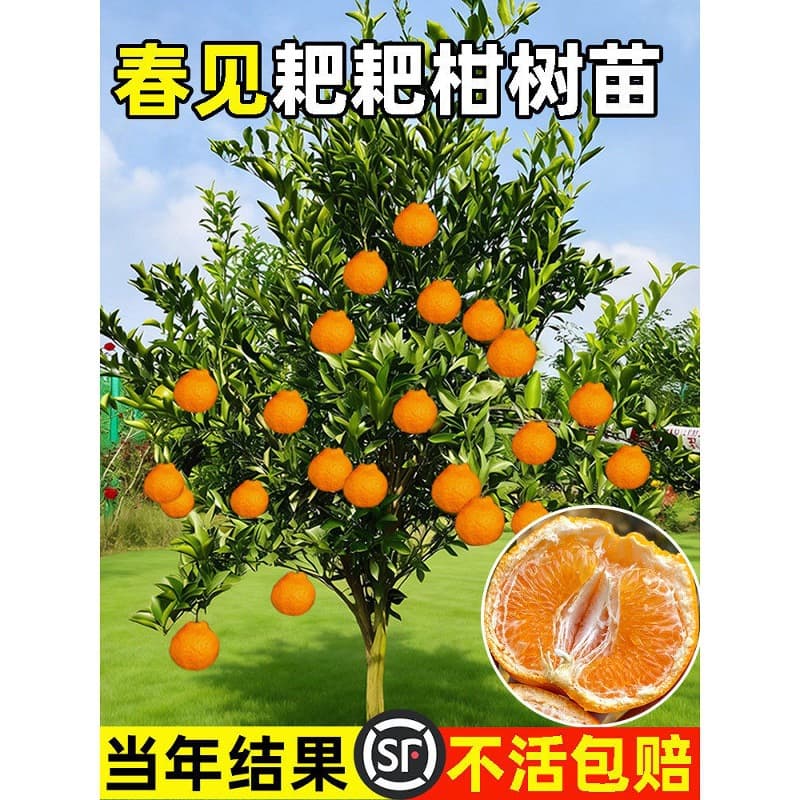 Authentic Sichuan Chunjian rake tangerine saplings grafted fruit trees Baba tangerine Wo tangerine ugly tangerine fruit seedlings planted in the north and south