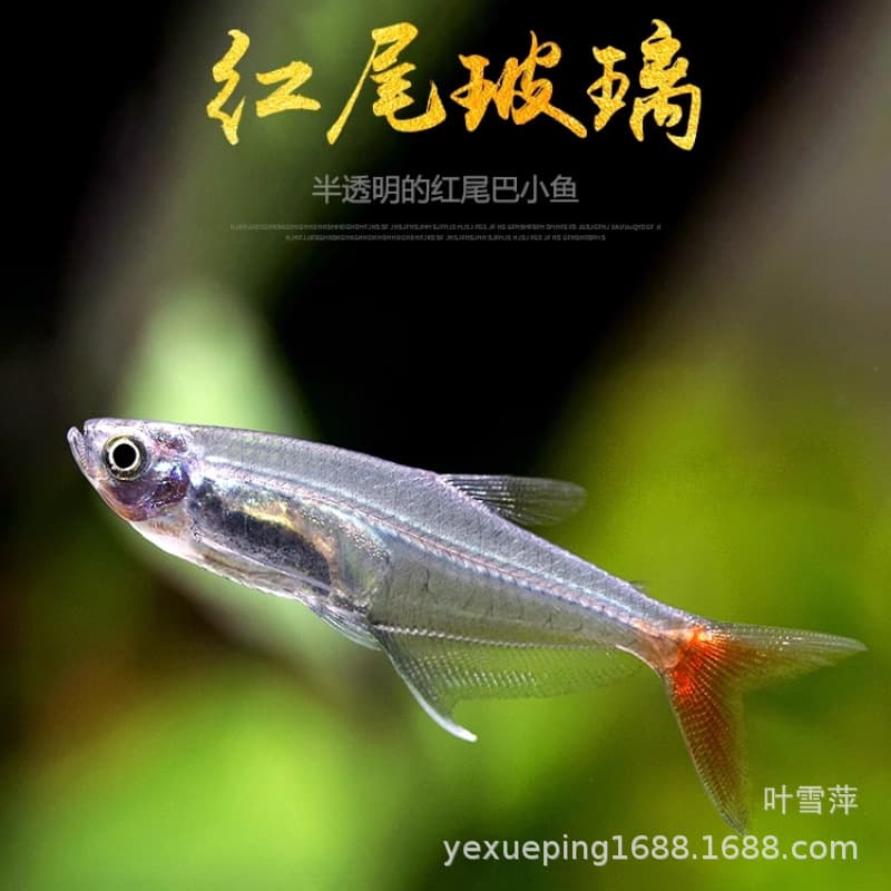 Redtail Crystal Fish Live Small Transparent Freshwater Schooling Fish Planted Tank Tropical Ornamental Fish Farm Wholesale
