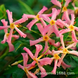 Pink Windmill Jasmine, Yellow Windmill Jasmine, Climbing Plant for Courtyard, Indoor, Outdoor, Balcony, Trachelospermum Potted Flower, Cold Tolerant
