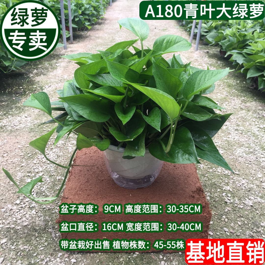 Large Potted Green Radish Indoor Green Plants New House Absorbs Formaldehyde Florals Hydroponic Plants Spider Plant Purifies the Air Green Basket