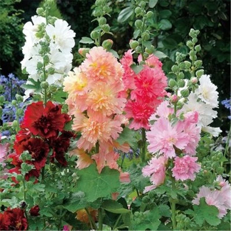 Four-season easy-to-grow hollyhock seeds, double-petal hollyhock seeds, mixed colors, one-zhang red, outdoor garden perennial flower seeds