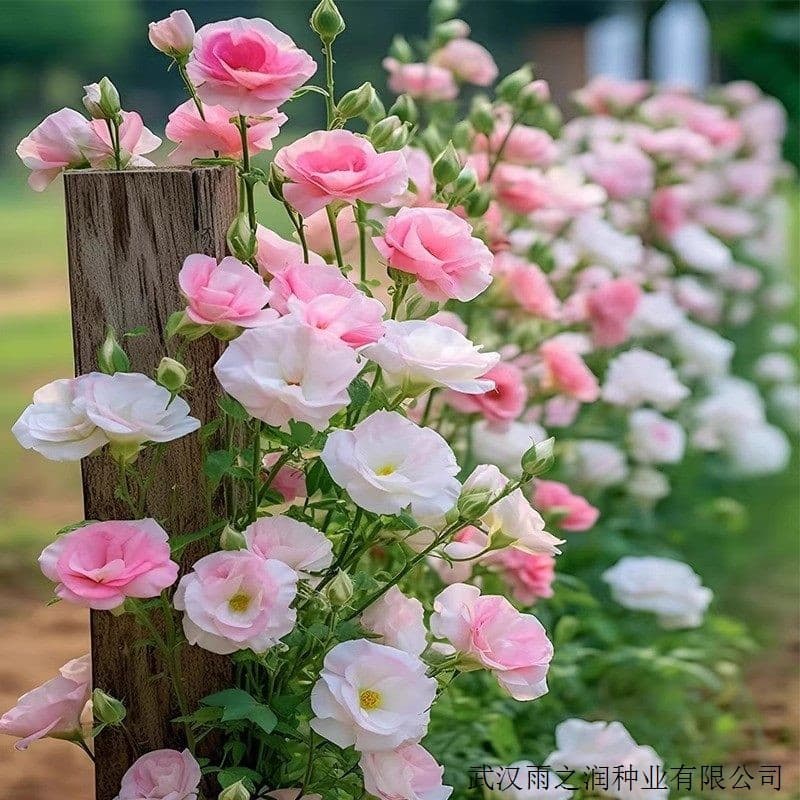 【Cross-Border Supply】Double-Flowered Lisianthus Flower Seeds, Easy to Grow and Bloom in All Seasons, Suitable for Courtyard, Balcony, and Garden Seeds