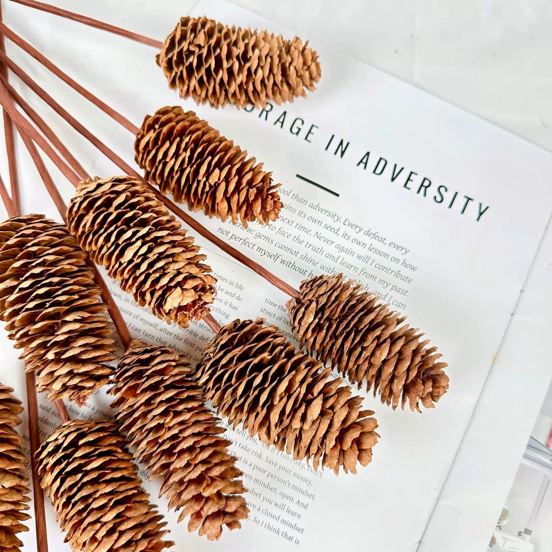 Pine cone spruce single pine cone flower arrangement props plant dried flowers and dried fruits venue layout retro photo props
