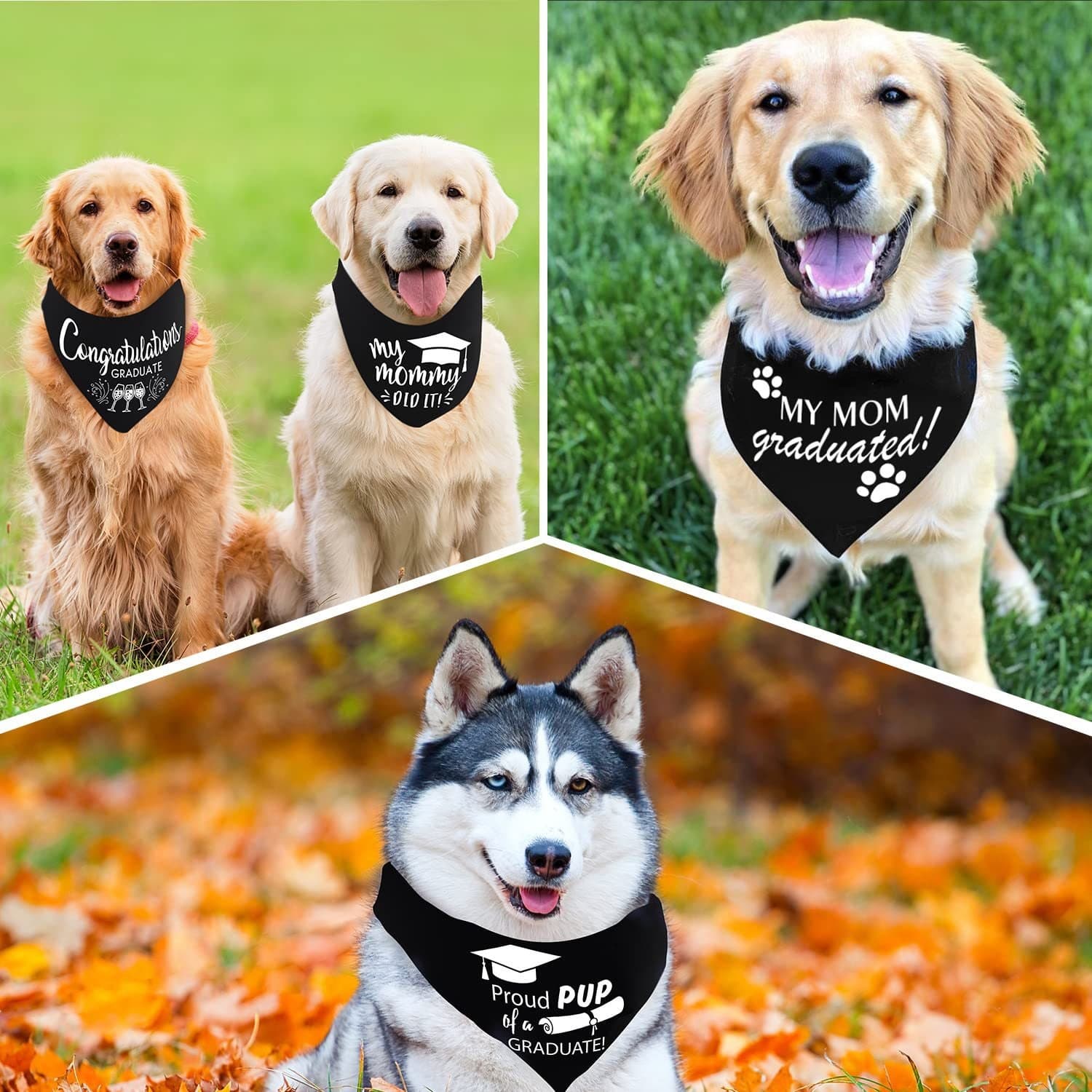 Cross-border exclusive supply of 2026 graduation season pet triangle towel, dog graduation commemorative saliva towel, Temu pet accessories