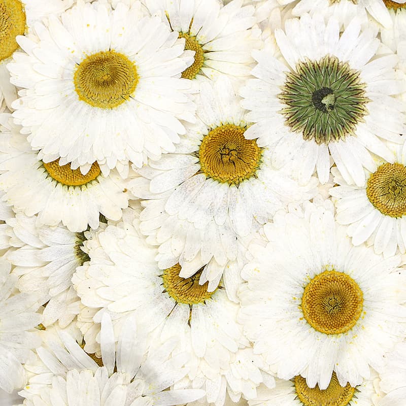 Large Daisy Pressed Dried Flower with Stem, Real Flower Activity Bookmark Material Kit, Epoxy Resin Phone Case Plant Specimen