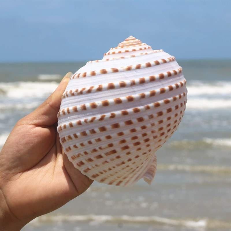 Flower Point Snail Shell Large Sea Snail Shell Fish Tank Shell Fish Breeding Shell Succulent