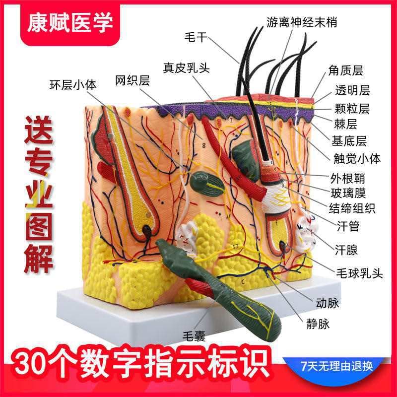 Medical three-dimensional skin tissue structure enlarged model human body layered structure layered anatomy mold scalp