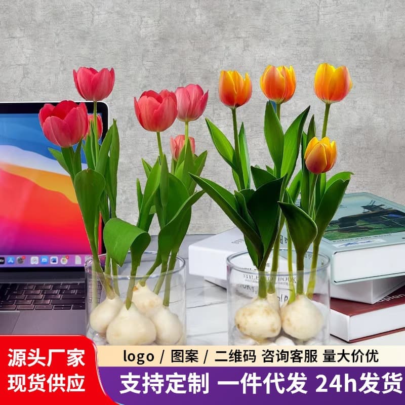Hydroponic Tulip Bulb Potted Large Flower Bulb Set Winter Balcony Cold-Resistant Bulb Flower Hydroponic Plant Seeds