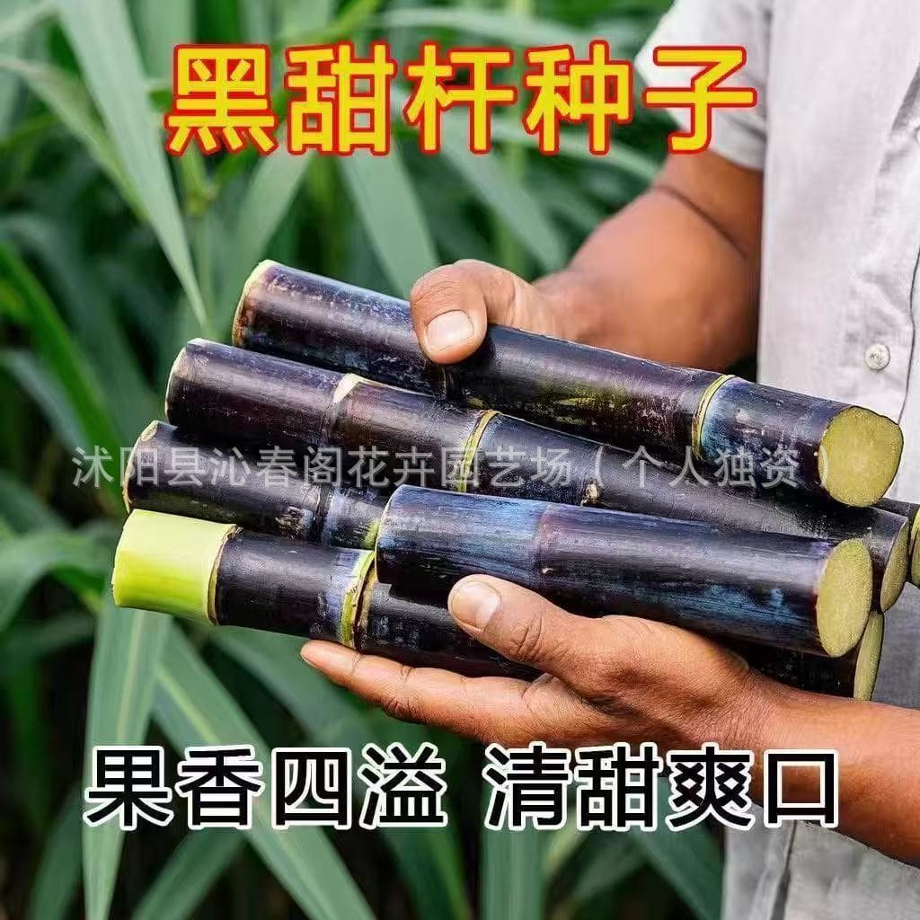 Sweet Sorghum Seeds Northern Sugarcane Seeds High Sugar Sweet Crisp Juicy Sweet Stick Fruit Seeds