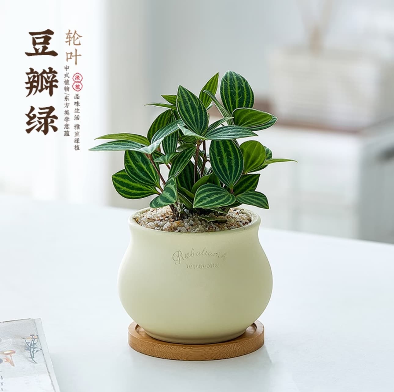 Peperomia Rotundifolia Potted White Vein Pepper Grass Indoor Office Easy Care Evergreen Foliage Plant Nordic Shade Tolerant