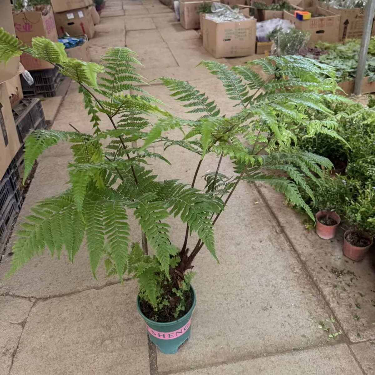 Red phosphorus fern, 1 gallon, 60-80cm [Perennial, cold-hardy]