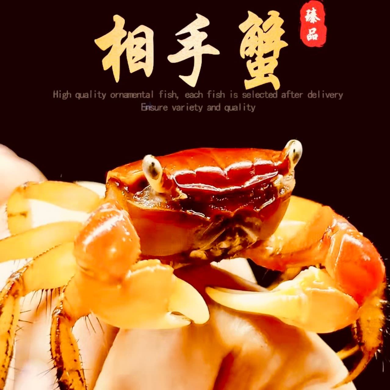 Ornamental crabs, red crabs, mutual crabs, hand crabs, fish tank crabs, live crab feed crabs, street stall crabs, independent packaging wholesale