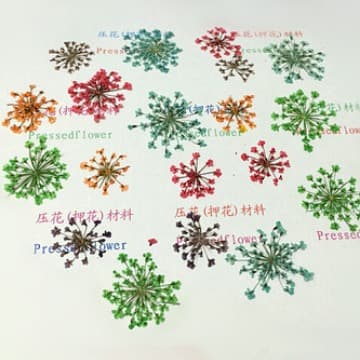 Wholesale dried flowers: lace flower, snow pearl flower, star flower, pressed flower nail art, resin phone case art pressing