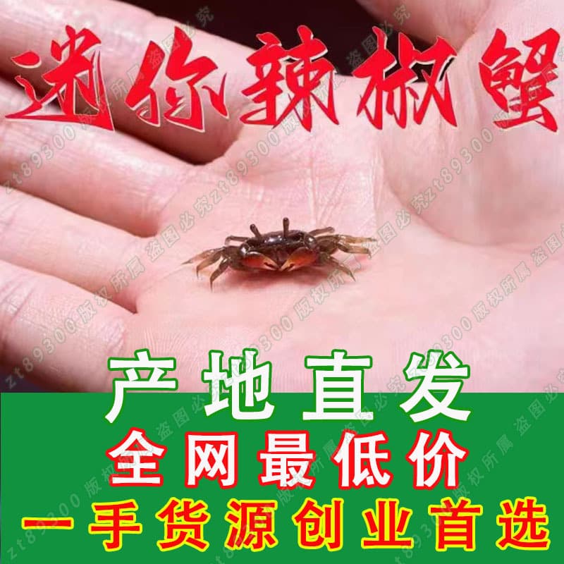 Wholesale Red Claw Chili Crab, White Claw Chili Crab, Mini Crabs, Fiddler Crabs, Marshal Crabs, Watermelon Crabs, Calling Crabs, Ornamental Crabs