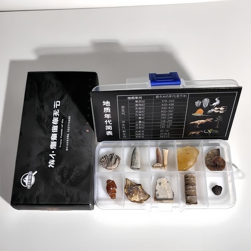 Paleontological Fossil Specimen Box Trilobite Lycoptera Fish Fossil Amber Raw Stone Children's Geological Science Teaching Specimen