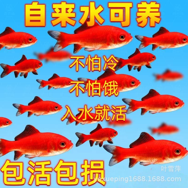 Grass Goldfish Live Fish Koi Ornamental Fish Freshwater Fish Cold Water Fish Small Hardy Goldfish Red Goldfish Farm Wholesale