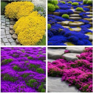 Purple Creeping Thyme Seeds Cross-border E-commerce Drought Tolerant Spice Herb Courtyard Balcony Cold Tolerant Potted Plant