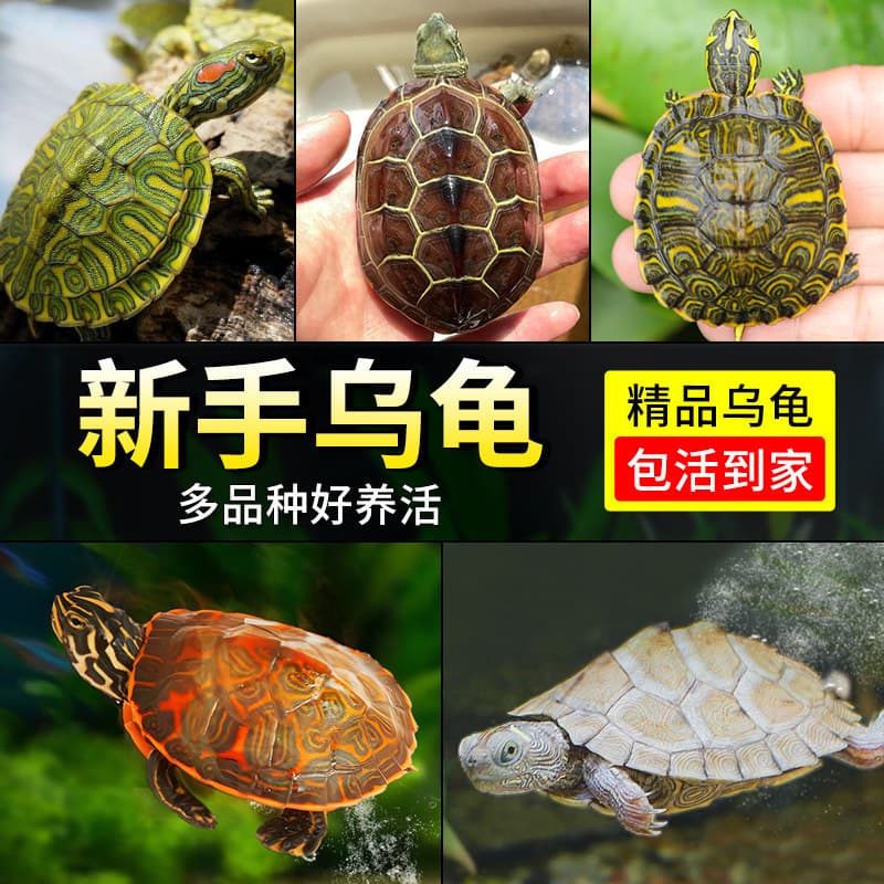 Live turtle, Chinese tortoise, deep water flame turtle, map, small turtle, yellow-eared turtle, Brazilian turtle, domestic pet turtle