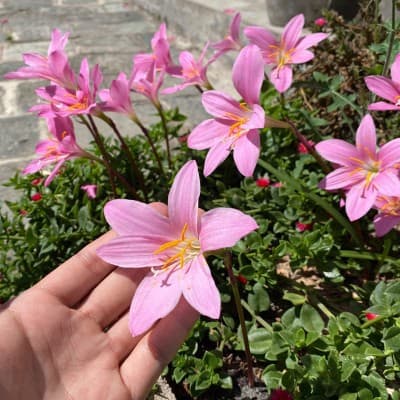 Rain lily, Yunnan daffodil, potted plant, easy to grow, green plant, garden flowering, landscaping, root and bulb