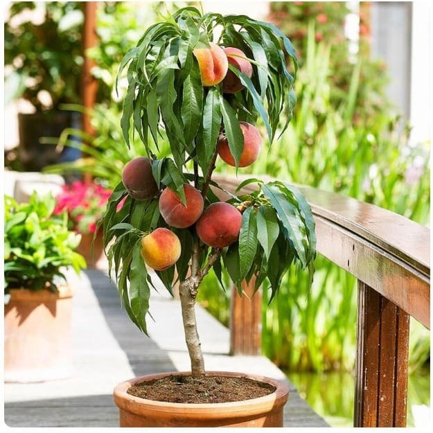 Grafted peach saplings, early maturing peach saplings, peach saplings planted in the north and south, and extra large fruit saplings that bear fruit in the same year