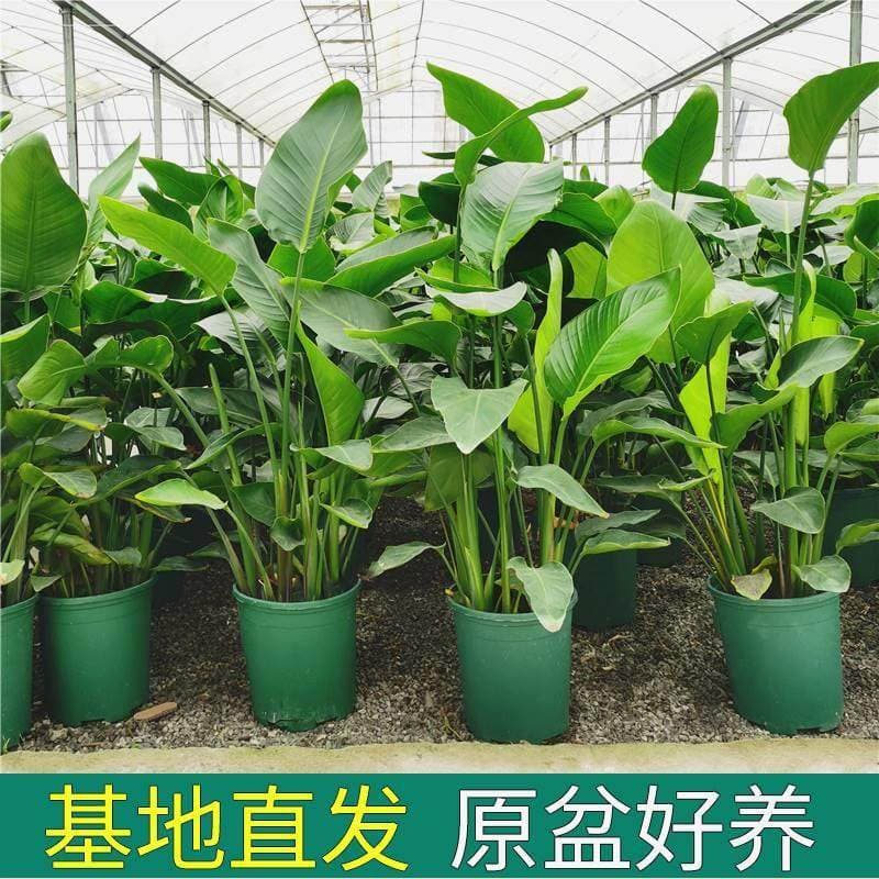 Bird of Paradise Potted Plant, Large Indoor Flower for Living Room, Easy-Care Green Plant for Office, Luxury Strelitzia