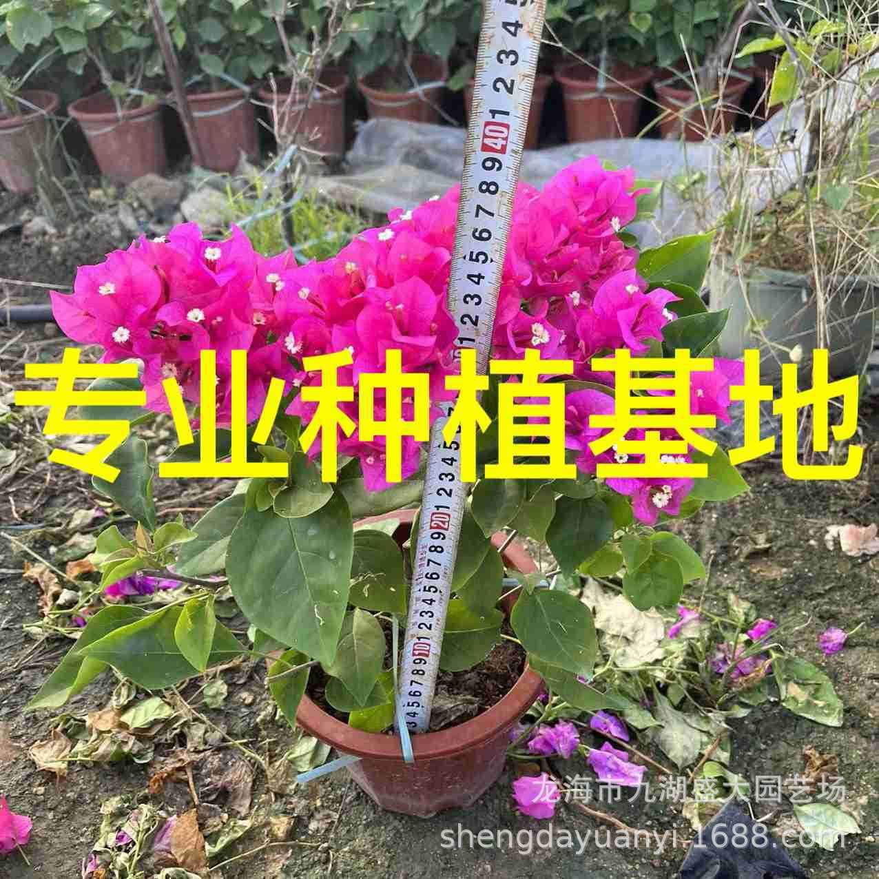 Wholesale Chinese Red Bougainvillea, Four-Season Red Bougainvillea Potted Plant 30-40cm, Purple Bougainvillea Bonsai Price