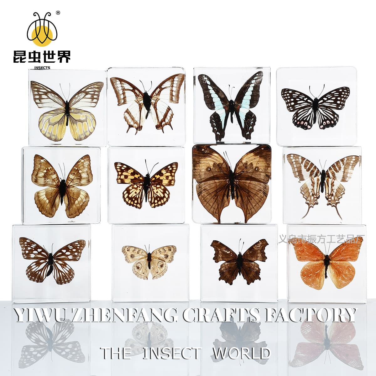 Insect World real butterfly and animal specimen ornaments for school teaching, children's science enlightenment, and popular cross-border blind boxes.