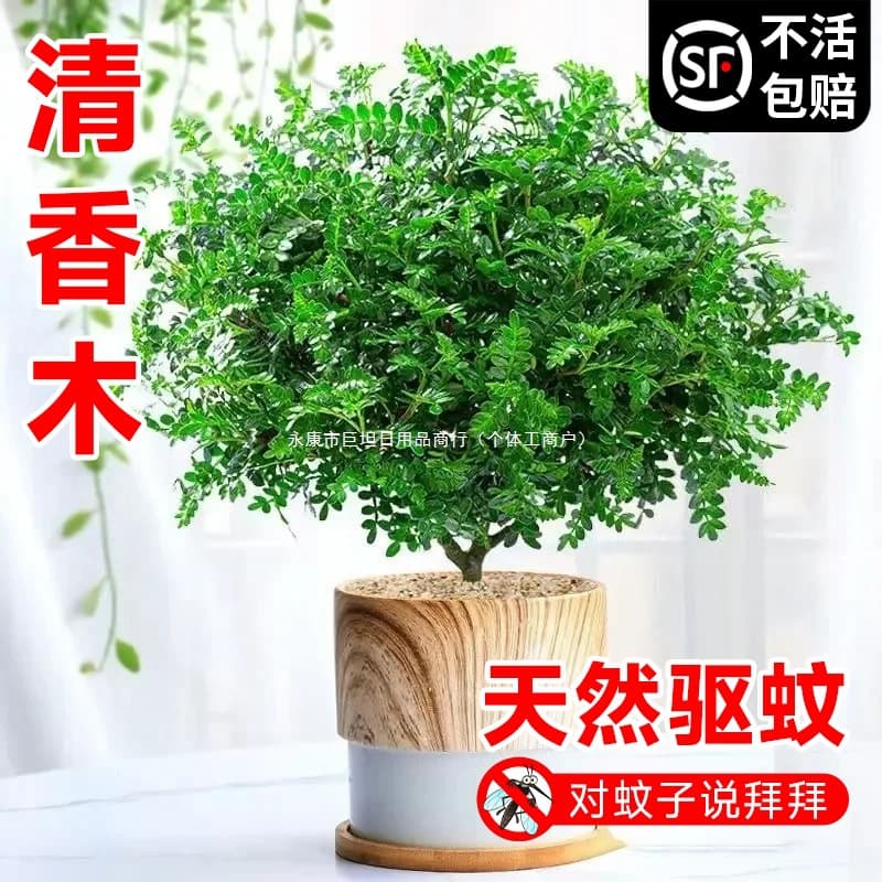 Authentic fragrant Pepper Wood desktop potted plants for indoor and outdoor, mosquito repellent plants, refreshing and easy to care for.