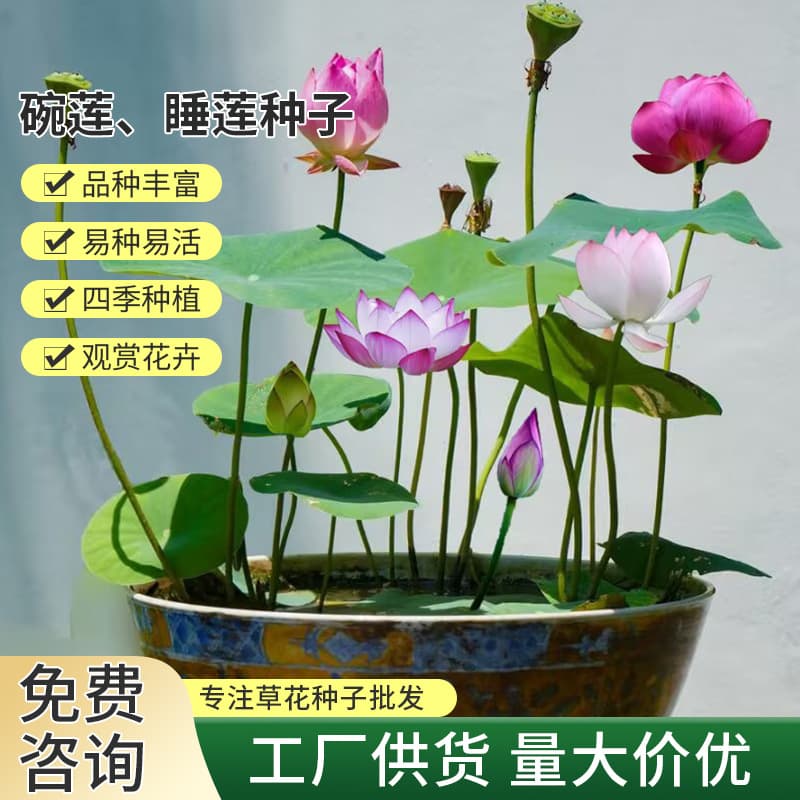 Hot Selling Bowl Lotus Seeds - Water Cultivation Flower Seeds, Aquatic Flowers Potted Plants, Indoor Blooming Lotus Seeds, Water Lily Seeds for All Seasons