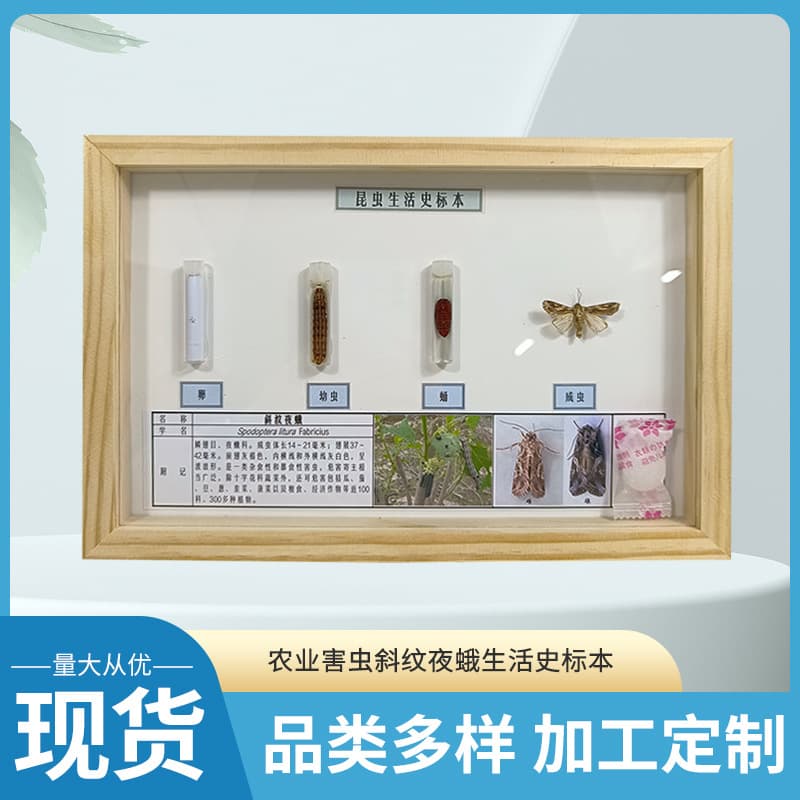 Agricultural pest stalk - Noctuid moth life cycle specimen, primary and secondary school biology experimental teaching equipment manufacturer