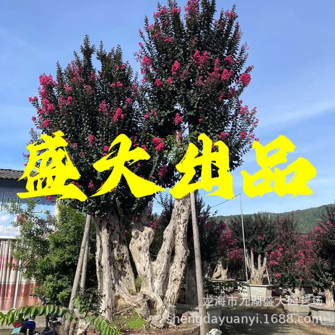 Hunan Ziwei Ancient Stump Landscape Shandong Ziwei Tree Stump Hundred-Day Red Wholesale Fujian Ziwei Old Stump Bonsai Price