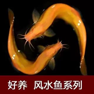 Loach Fry Freshwater Ornamental Fish Tank Golden Loach Dragon Loach Aquarium Cleaner Fish Beginner Fish Easy to Keep Live Arrival Guaranteed